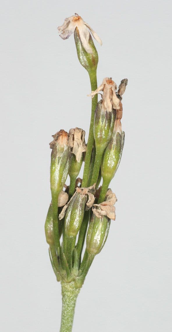 Primula di Laurent