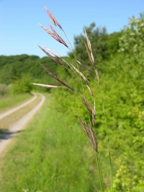 Brome dressé
