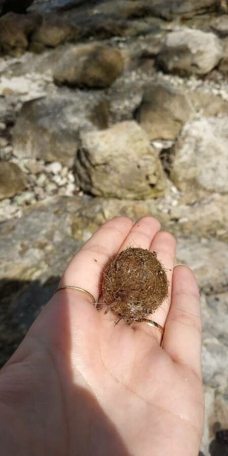 Posidonie mořská 14