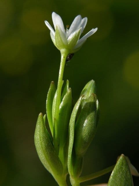 Stellaria carnosa 2