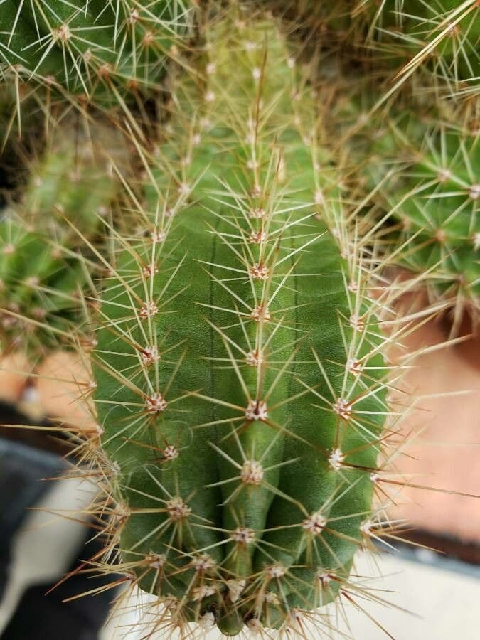 Echinocereus 3