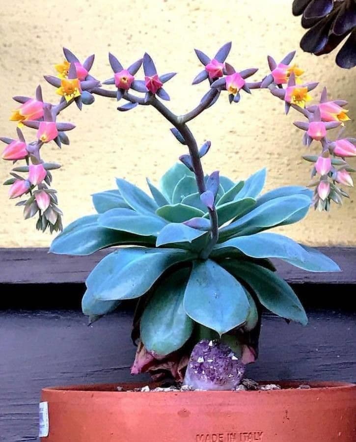 Echeveria secunda 14