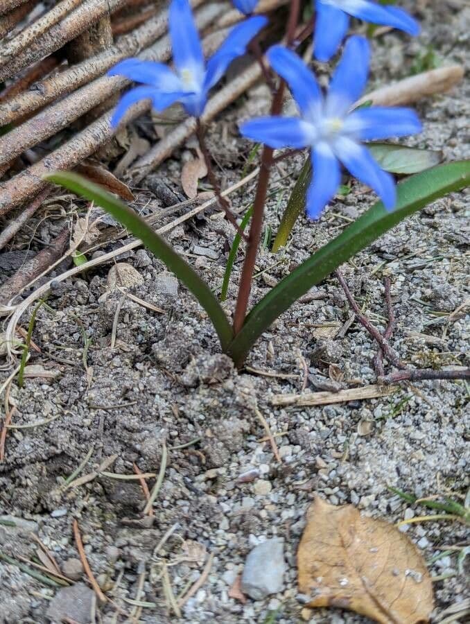 Scilla silvestre 20