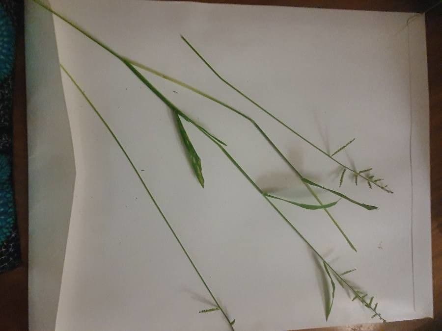 Moorochloa eruciformis 4