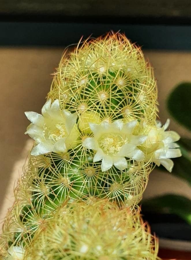 Cactus stella dorata 7