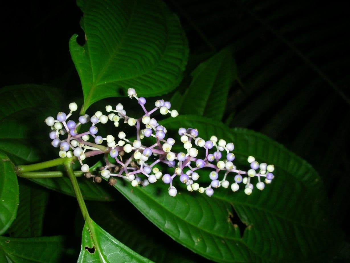 Miconia 3