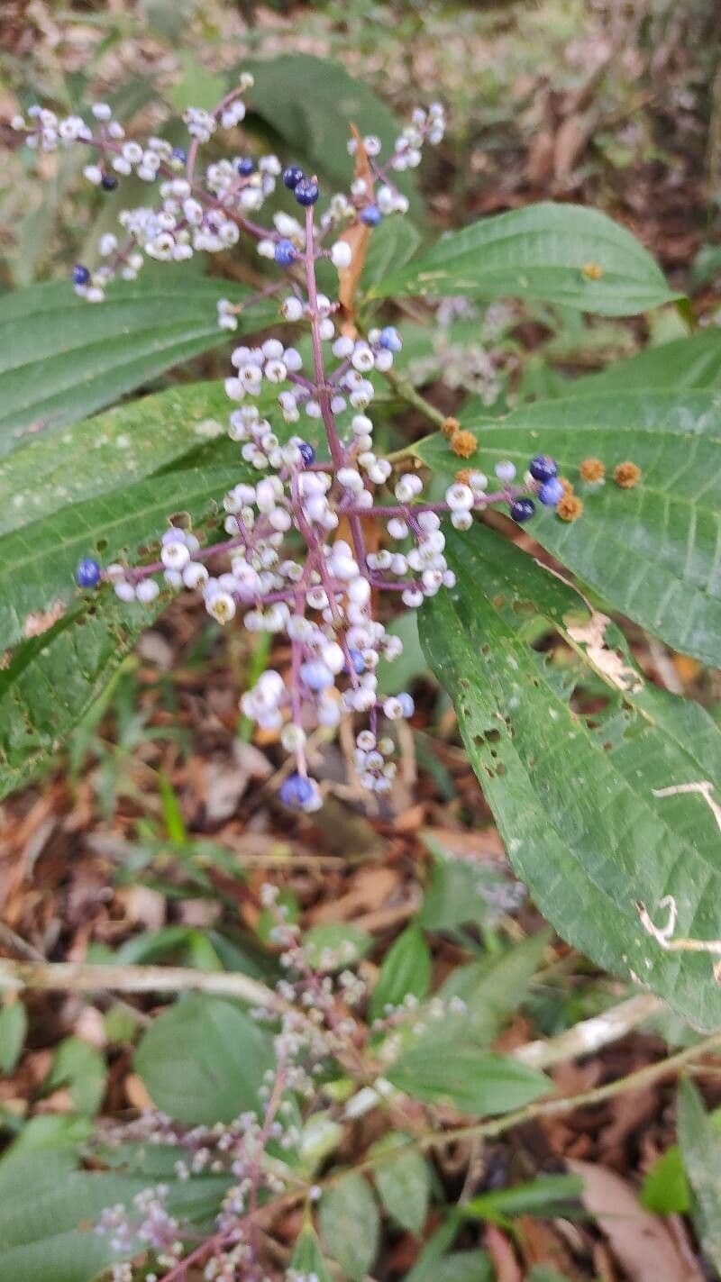 Miconia prasina 2