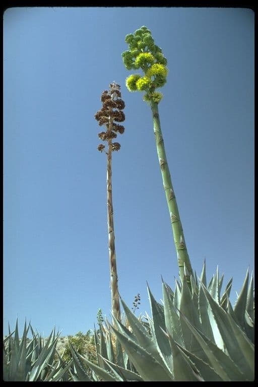 Wüsten-Agave 12