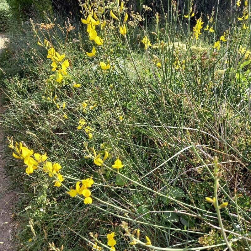 Ginestra odorosa 14