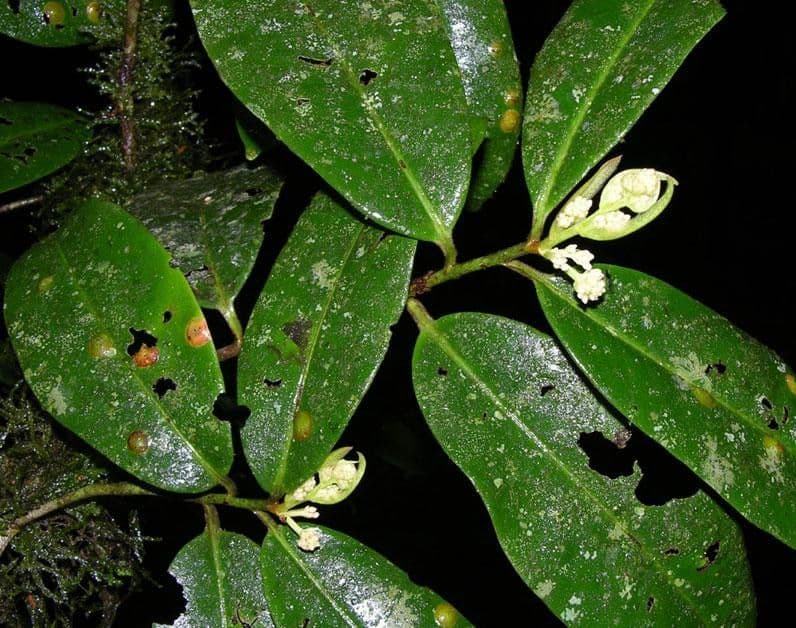 Ardisia 21