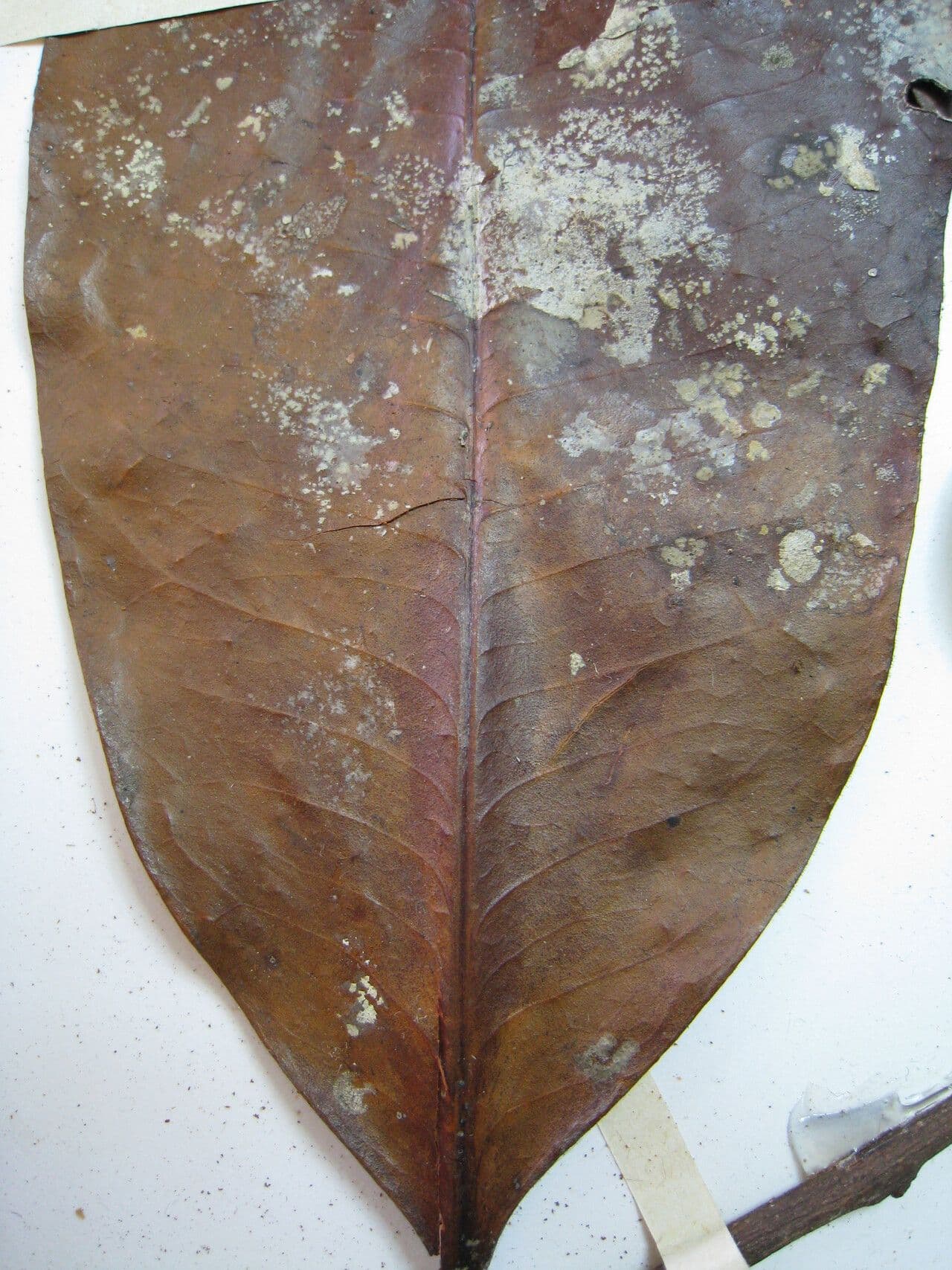 Casearia 3