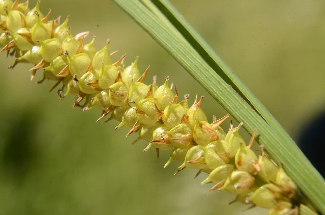 Carice rostrata 5