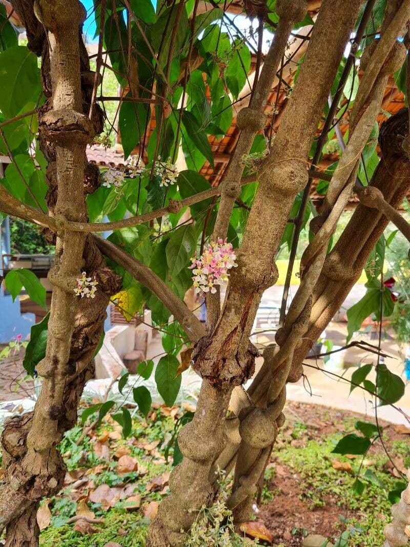Ayahuasca 17