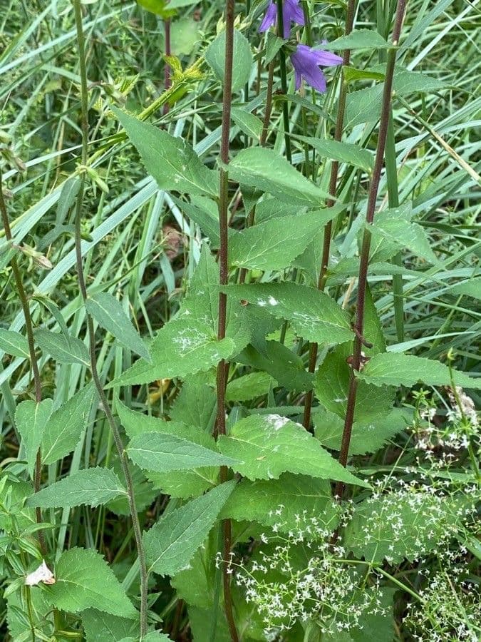 Acker-Glockenblume 19