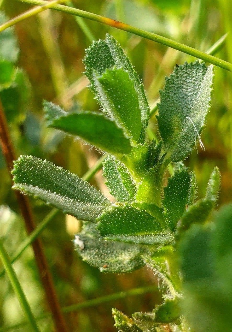 Bugrane penchée 18