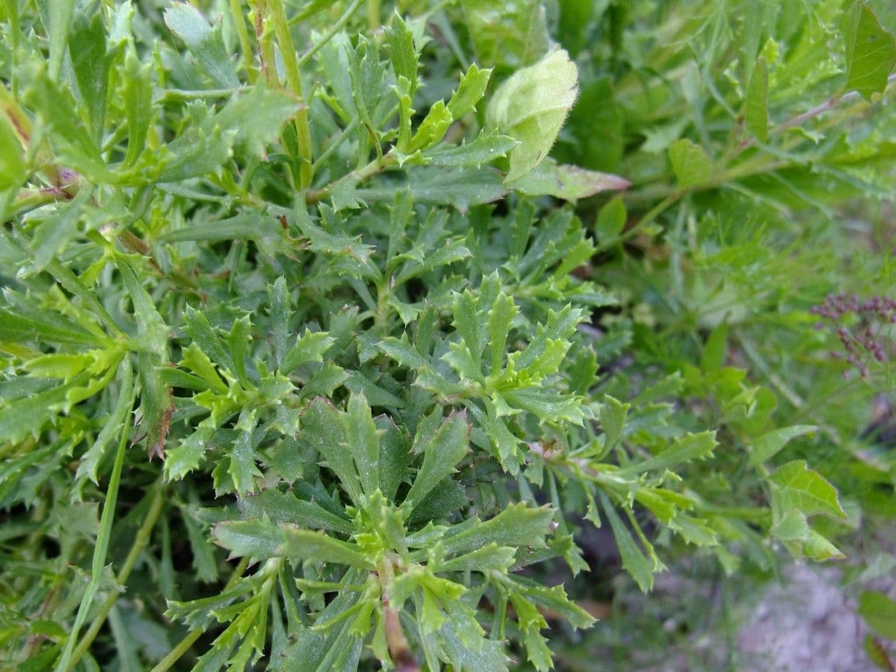 Haplopappus 11