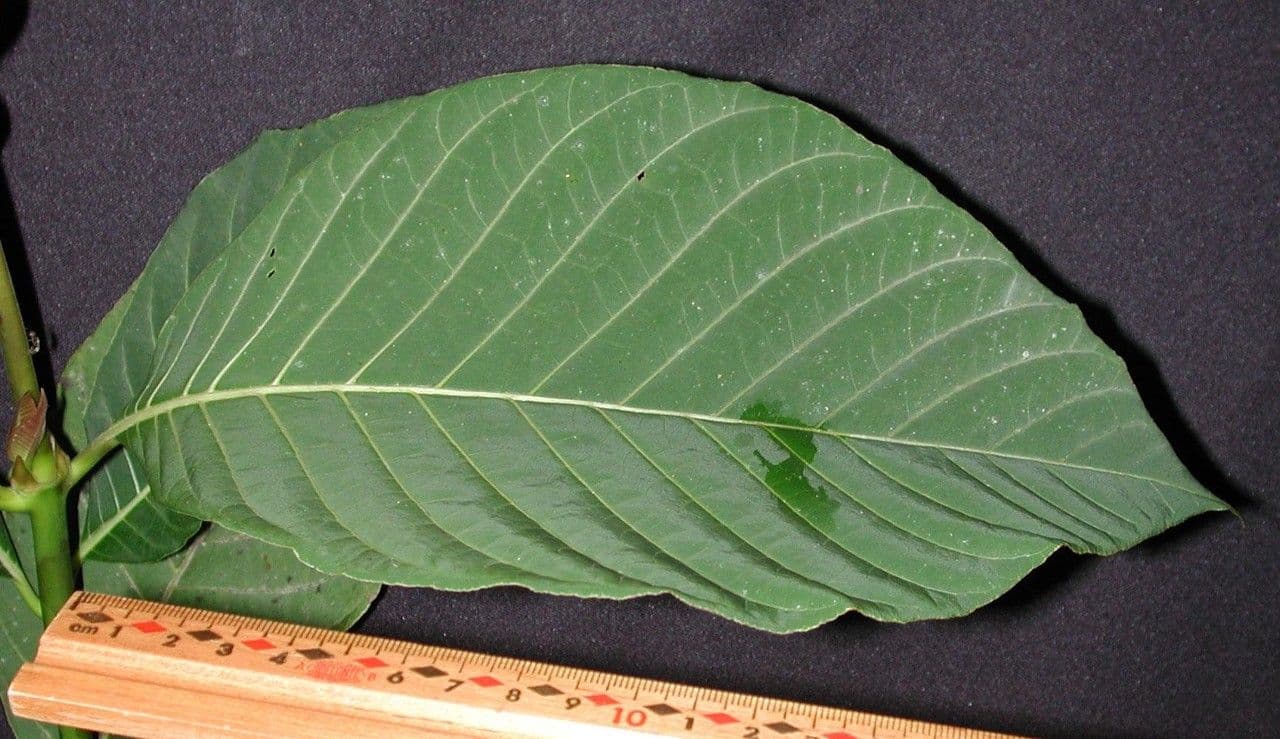 Palikurea 28
