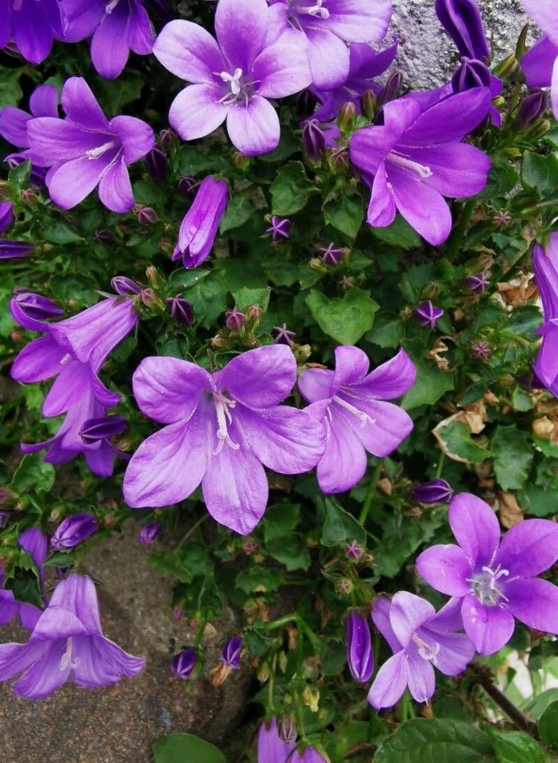 Campanilla adriática 20