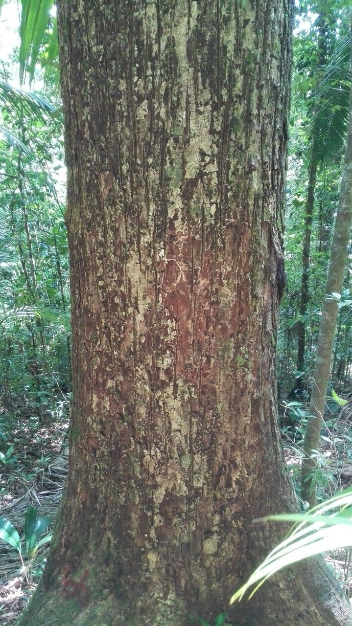 Manilkara 2