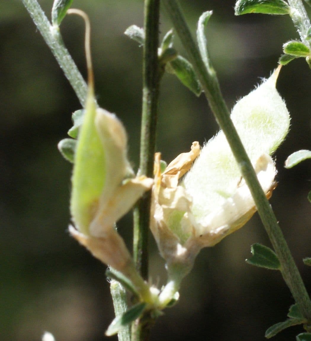 Ginestra cenerina 2