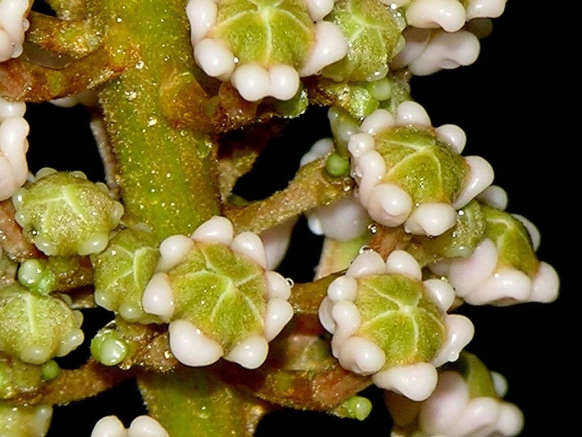 Spachea 2