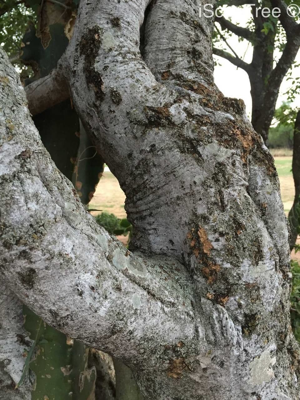 Scolopia zeyherowska 3