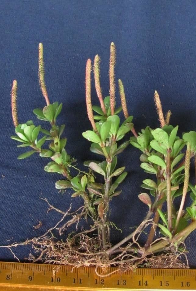 Peperomia