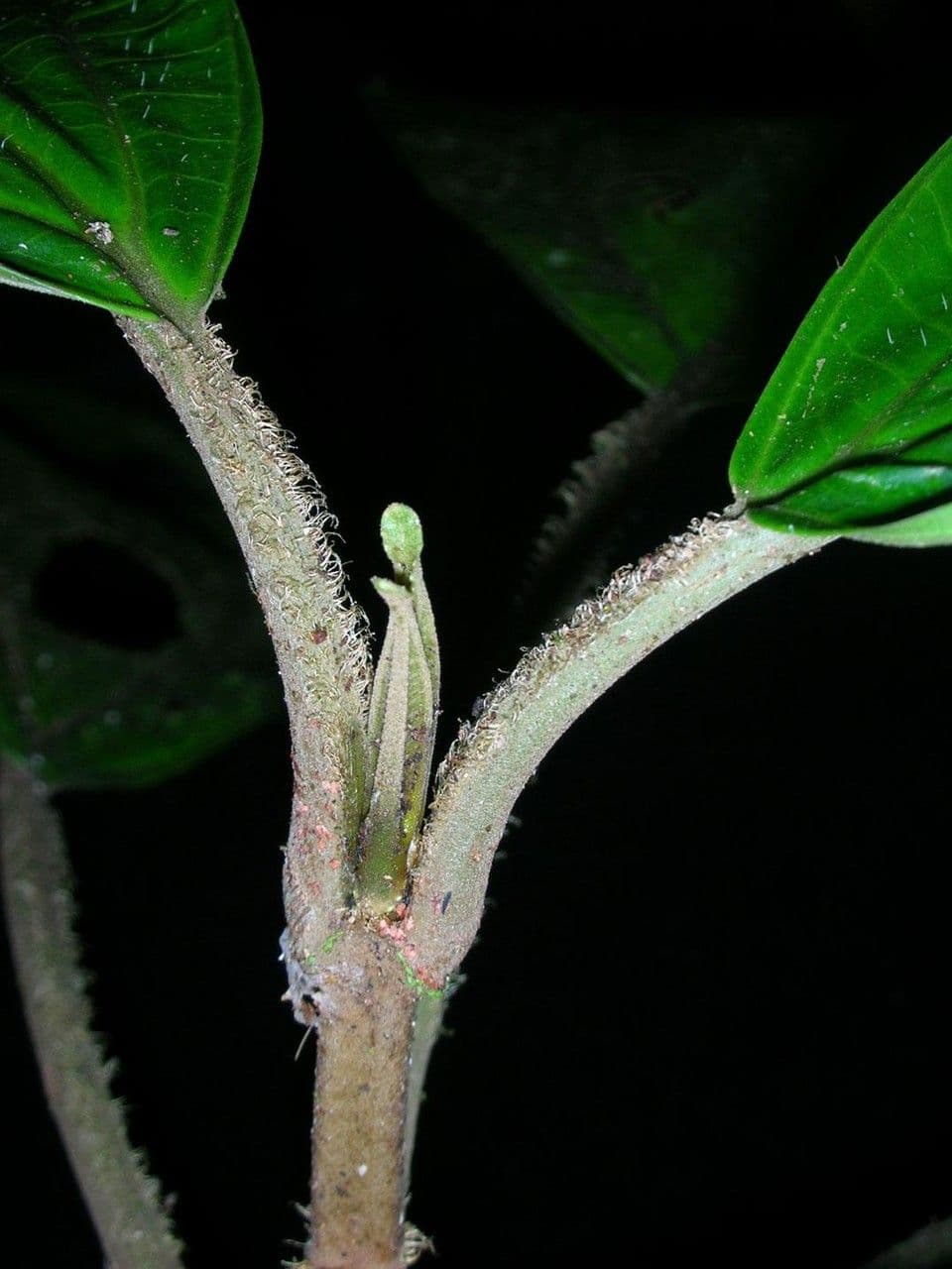 Conostegia 10