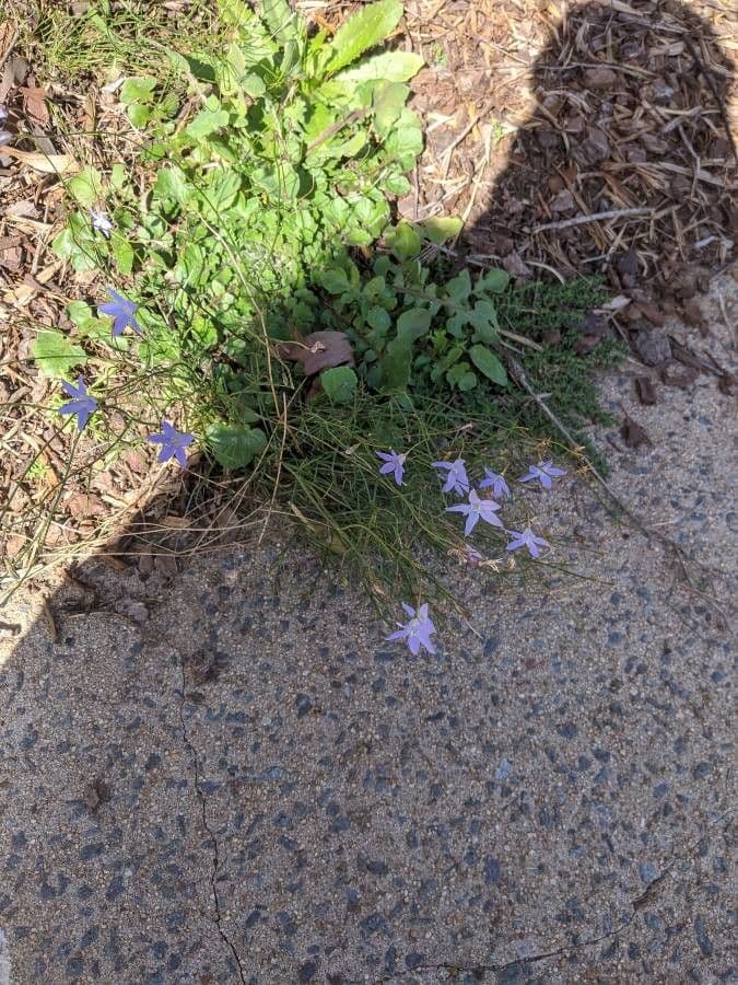 Wahlenbergia capillaris 4