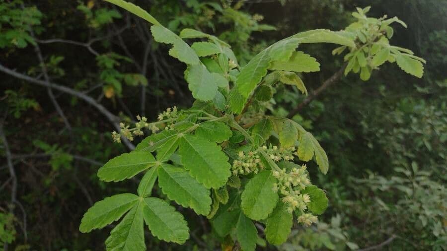 Bursera tomentosa 2