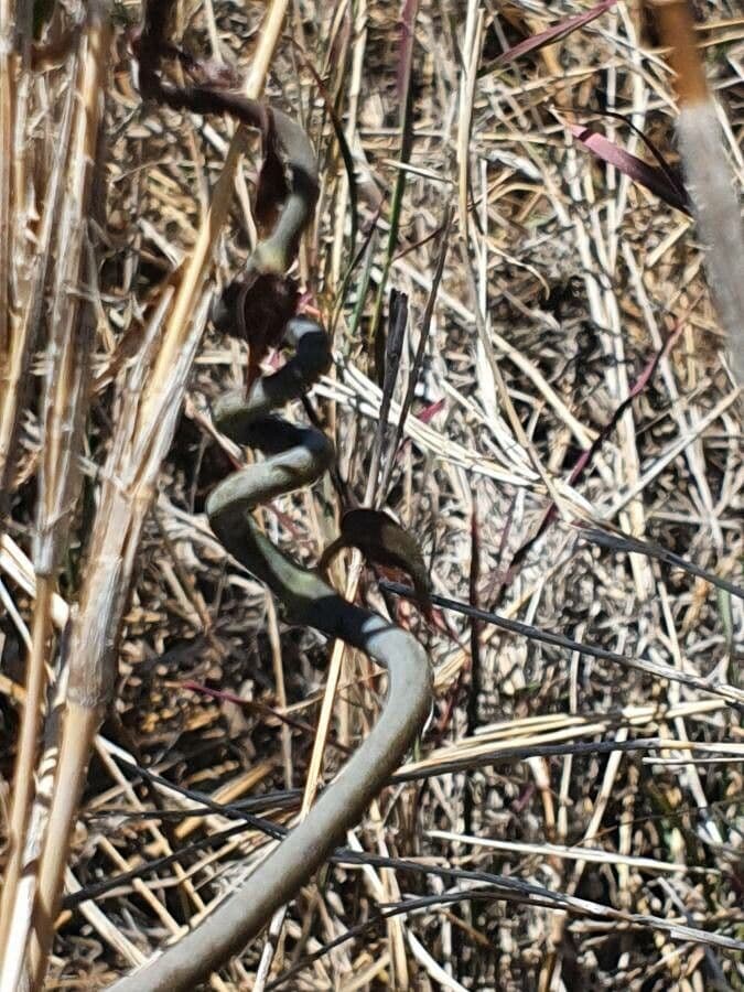 Ceropegia 8
