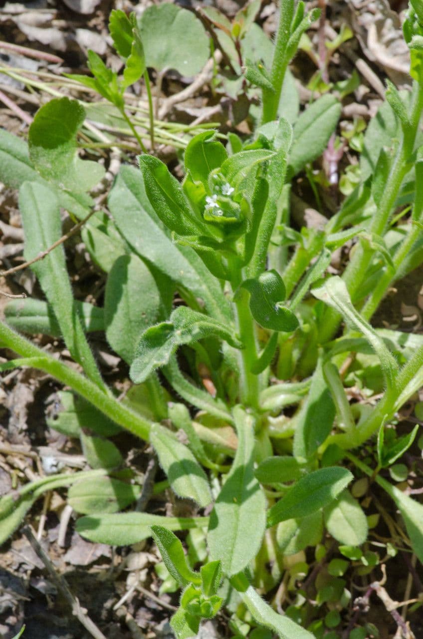 Myosotis de printemps 6