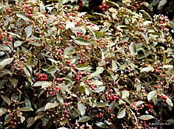 Syzygium 5