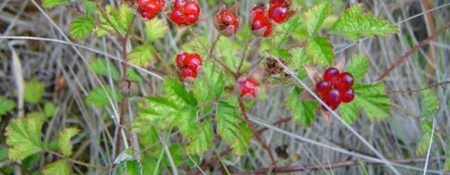 Kleinblättrige Brombeere