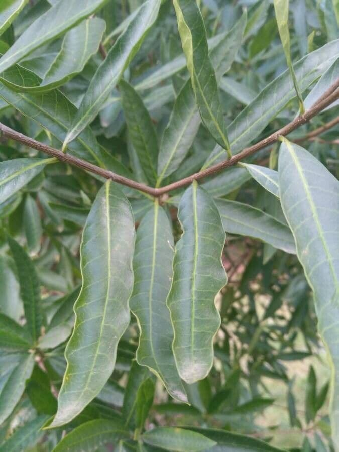 Tabernaemontana catharinensis 16