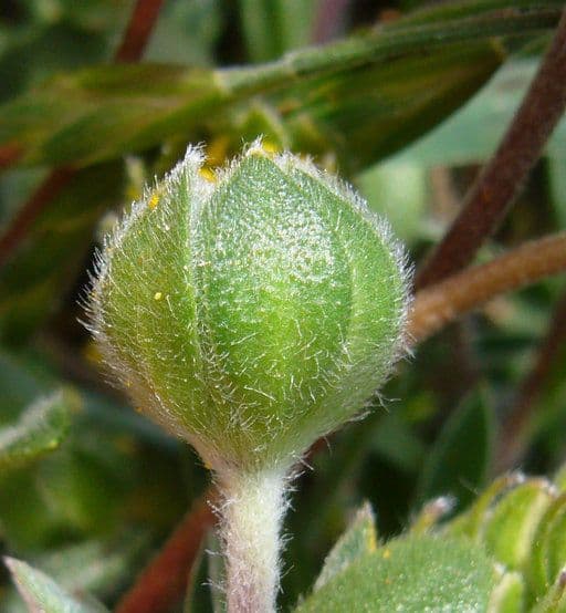 Lasthenia californica 3