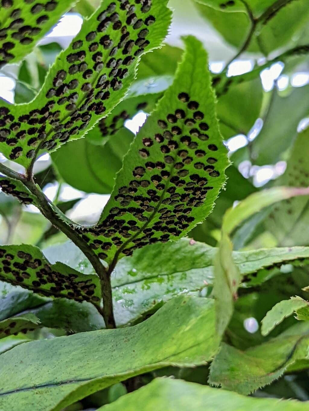 Phanerophlebia vlašskolistá