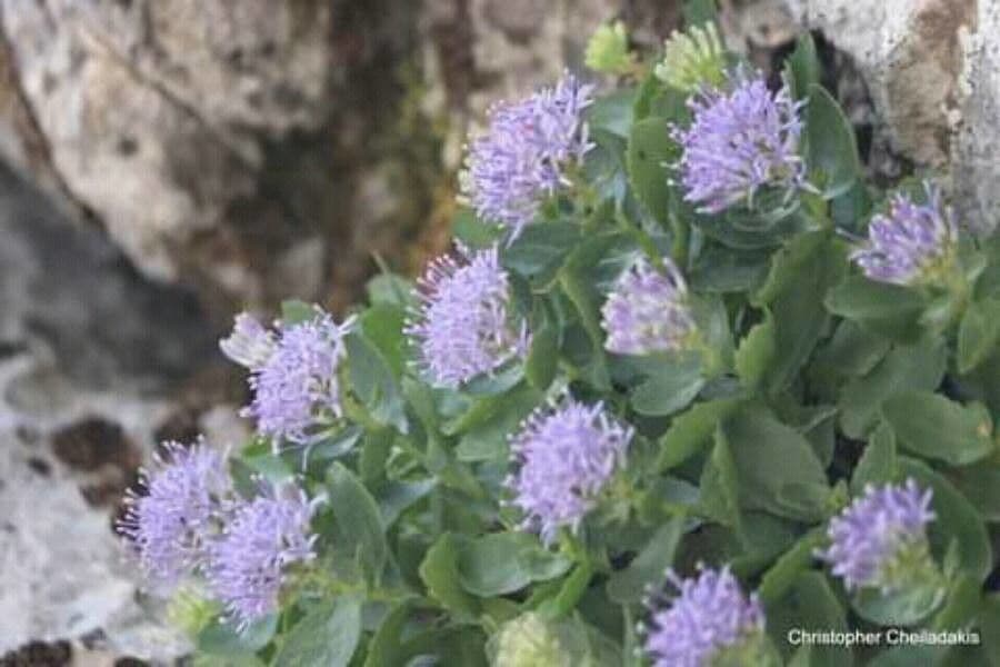 Campanula