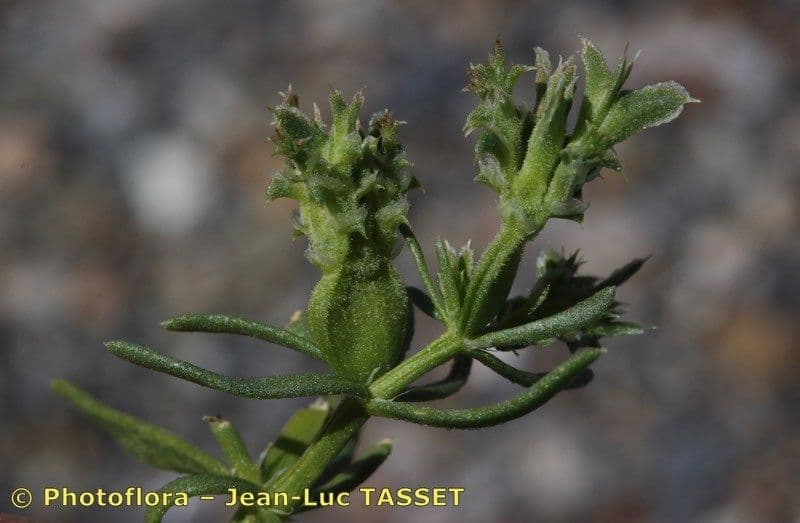 Pteranthus 6