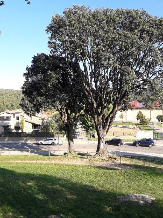 Flaumeiche 13