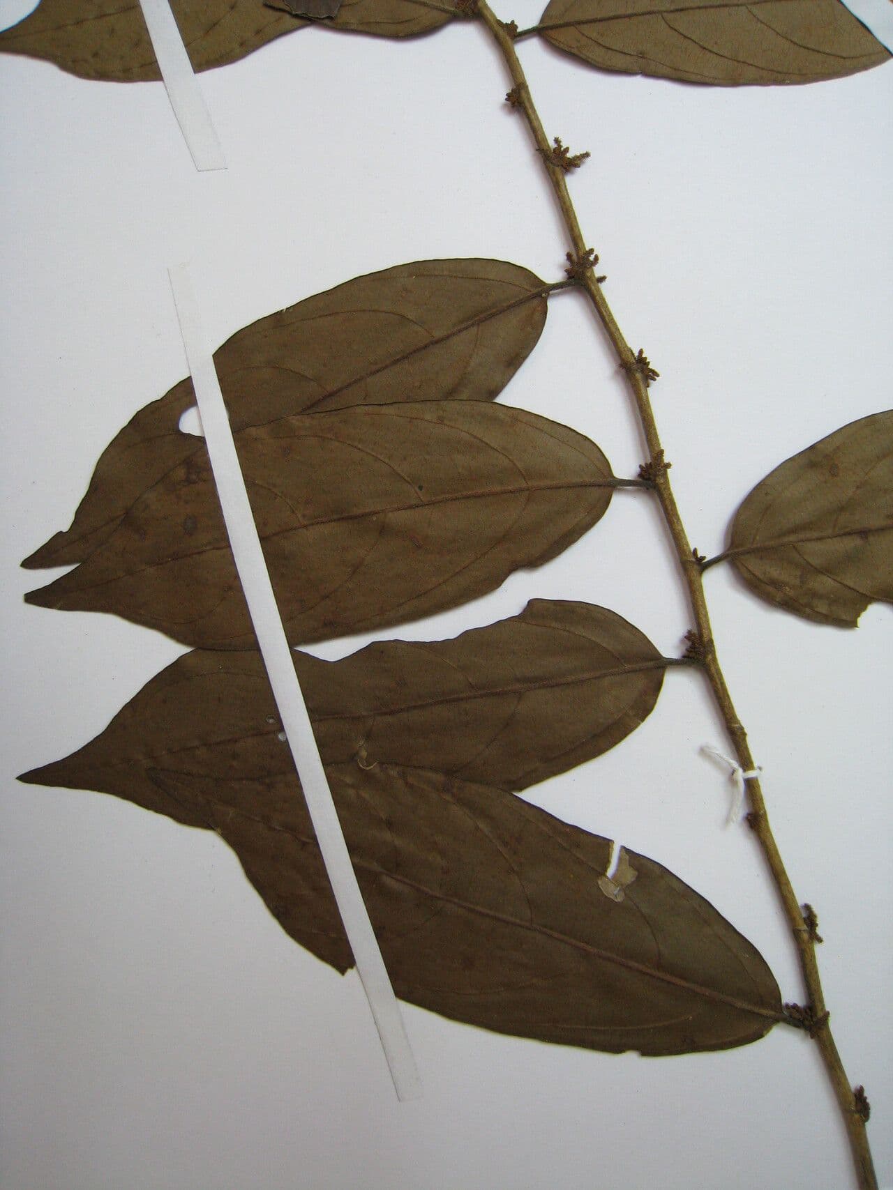 Lacistema 5