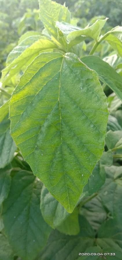 Guar 11