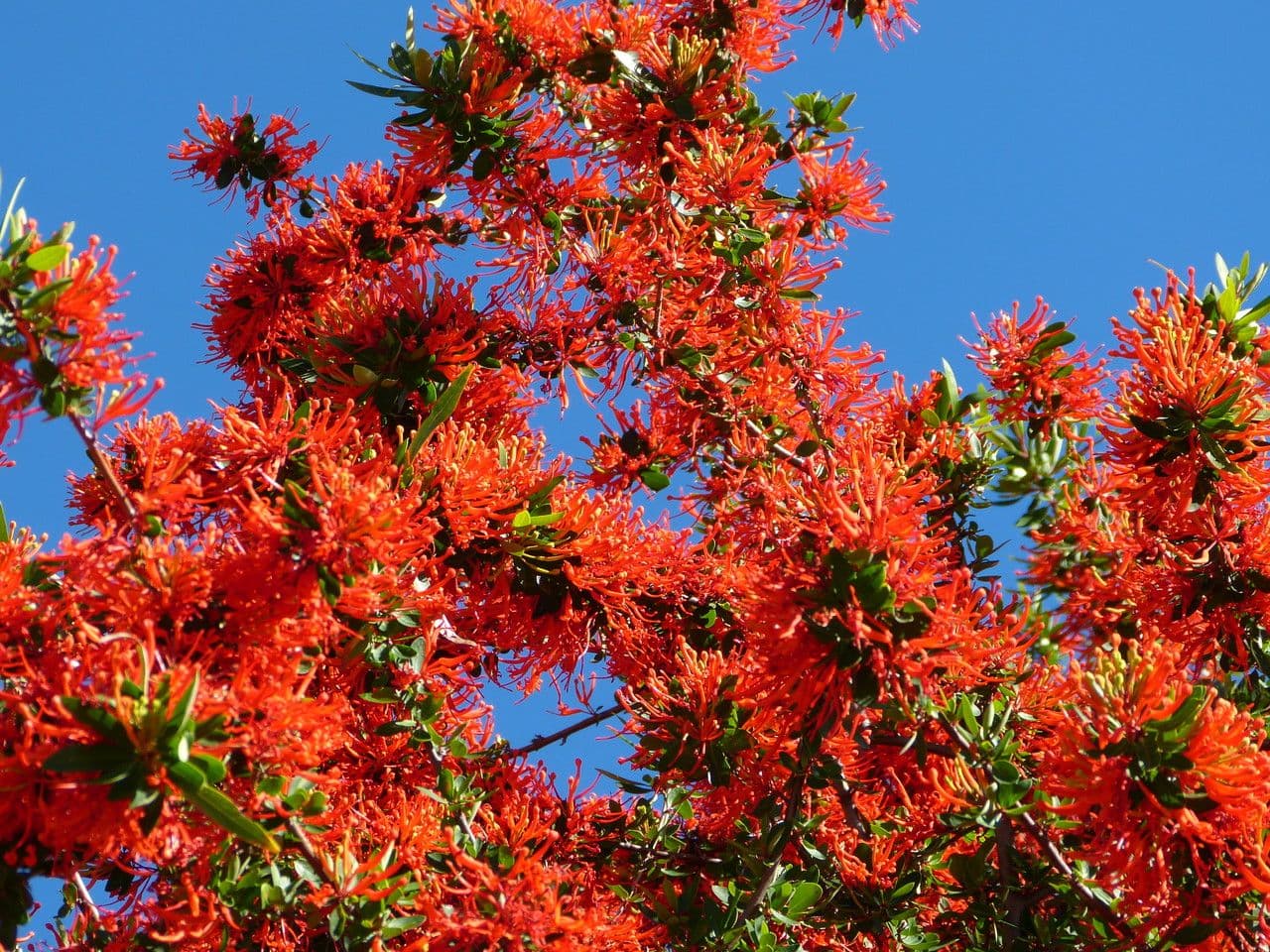 Embothrium 26