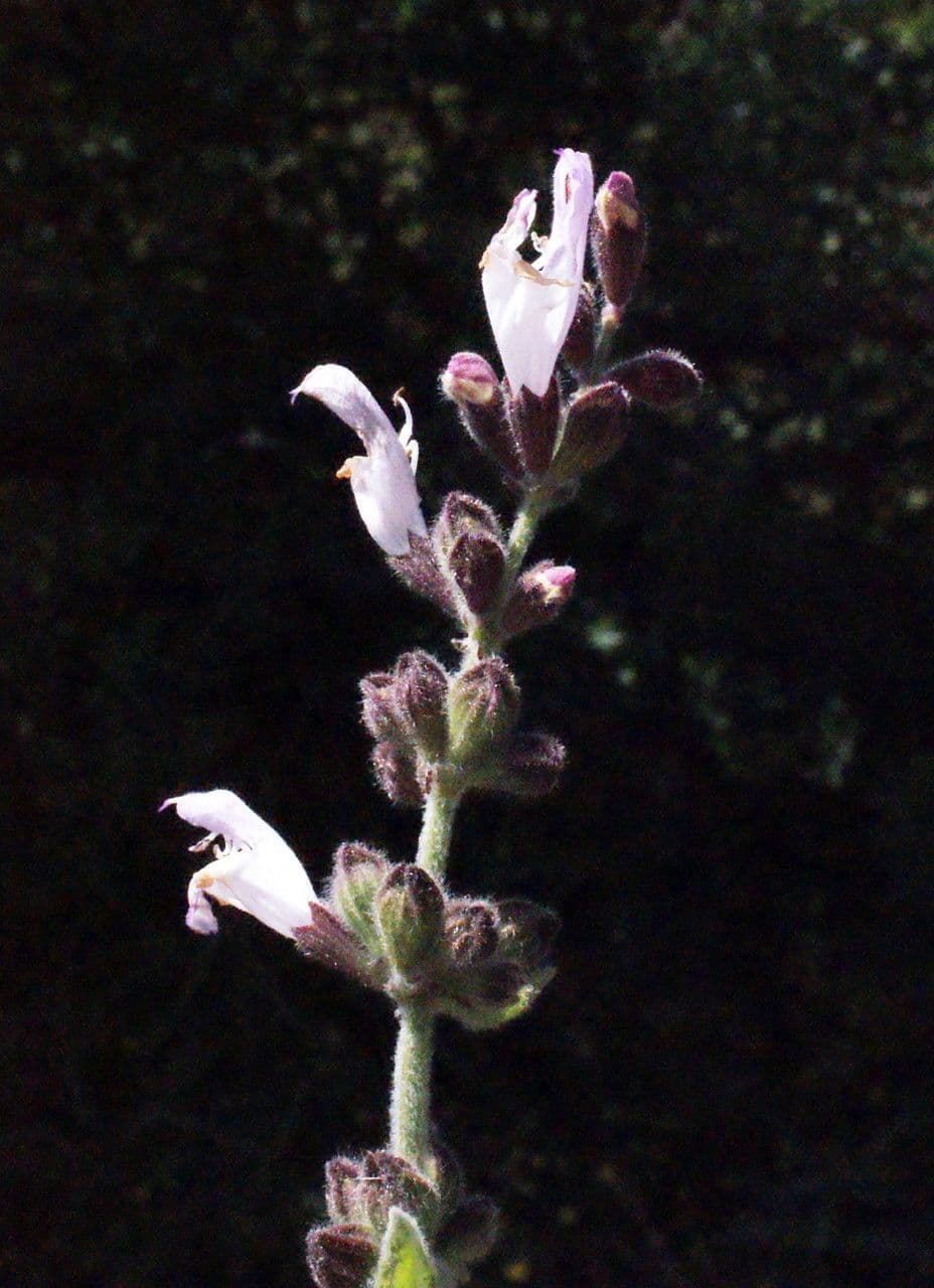 Salvia 3