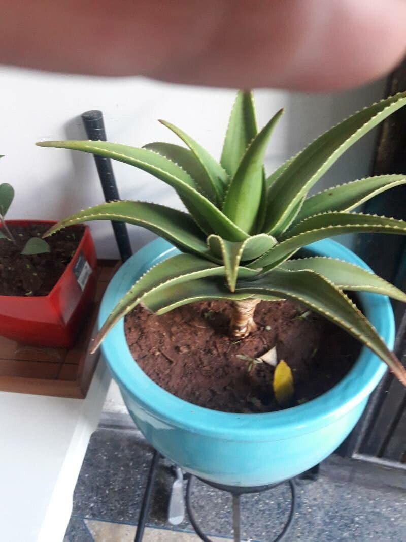 Aloe 16