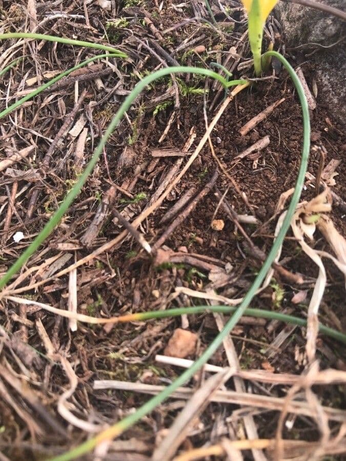 Romulea bulbocodium 17