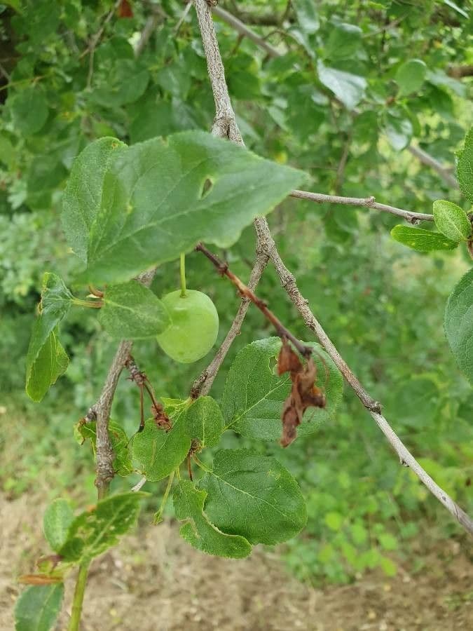 Susino brigantino 16