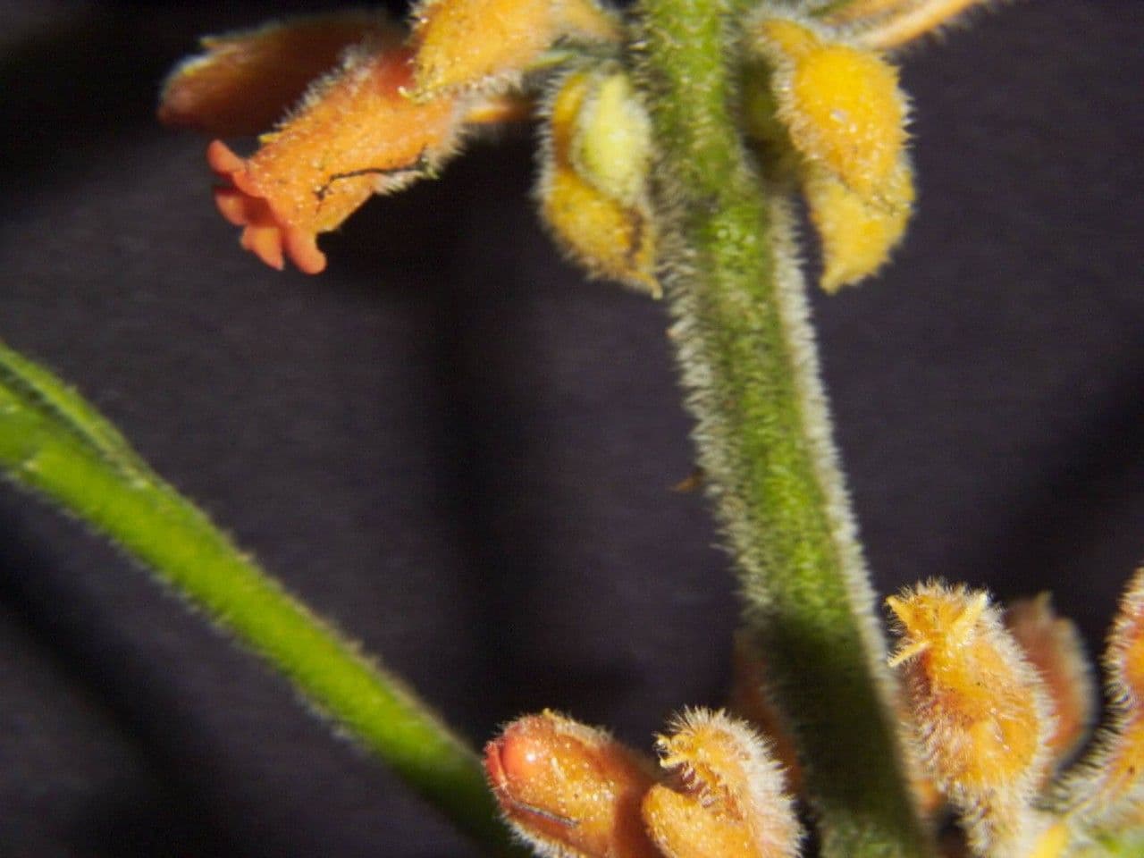 Besleria 2