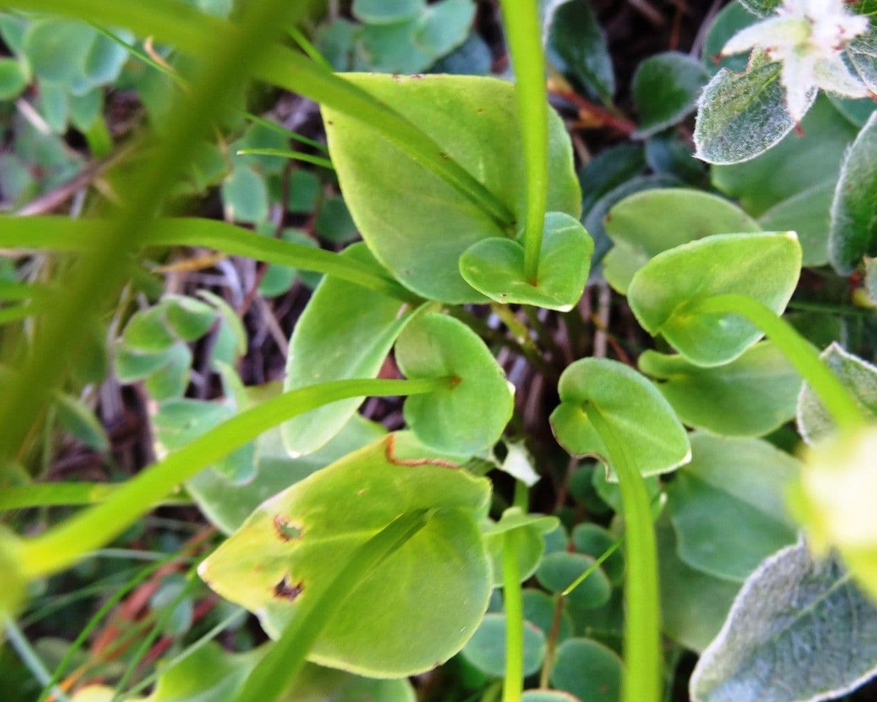 Parnassia 19