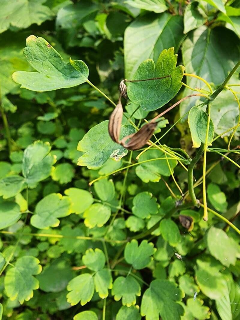 Rutacee occidentale
